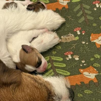 Jacky Babies