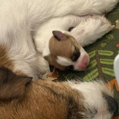 Rauhaarige Jack Russell Terrier Welpen
