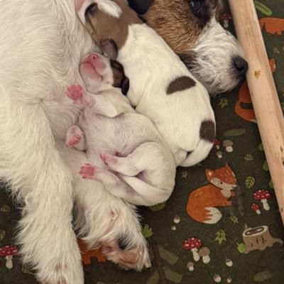 Hundewelpen