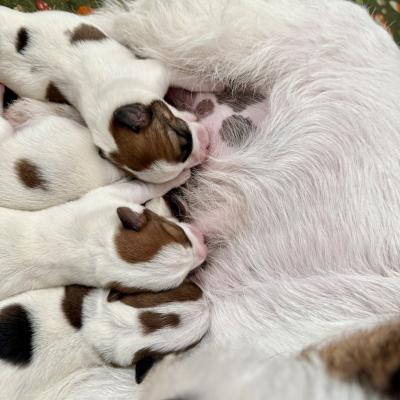 Terrier Puppy