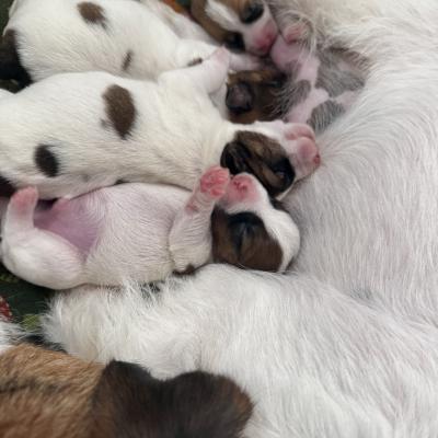Jack Russell Terrier Puppies