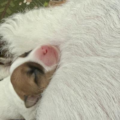 Jack Russell Terrier Welpen