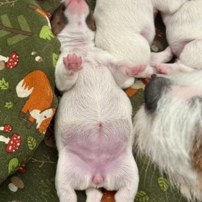 Jack Russell Terrier Welpe
