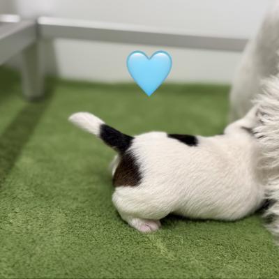 Male Russell Terrier puppy