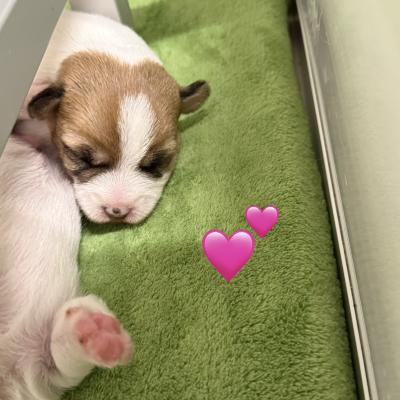 Russell Terrier Welpen