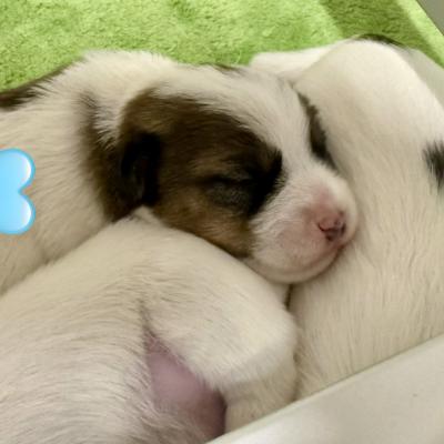 Jack Russell Terrier Welpen