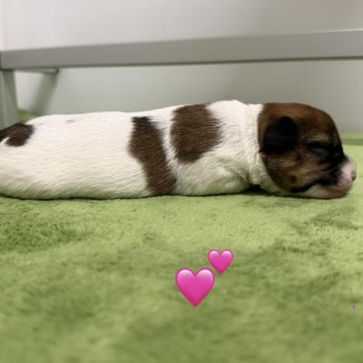 RT Puppy