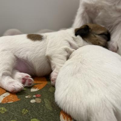Sleeping Terrier Puppies