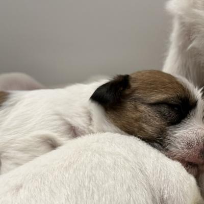 Sleeping Jack Russell Terrier Puppies
