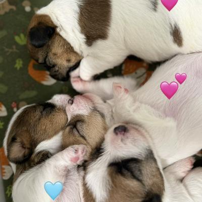 JRT Welpen schlafen