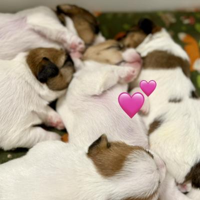 Sleeping Jack Russell Terrier Puppy