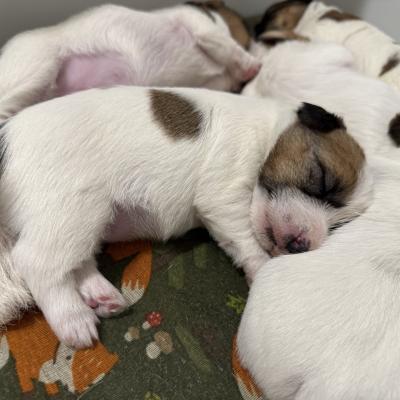 Russell Terrier Puppy sleeping