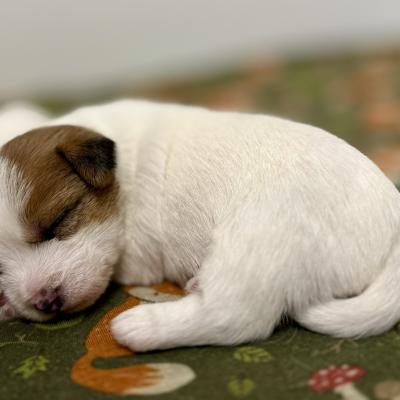 Jack Russell Terrier Welpe schläft
